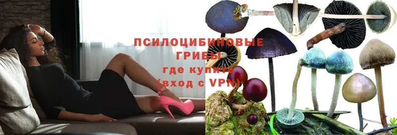 купить  цена  Белый  мориарти официальный сайт  Галлюциногенные грибы Psilocybe 